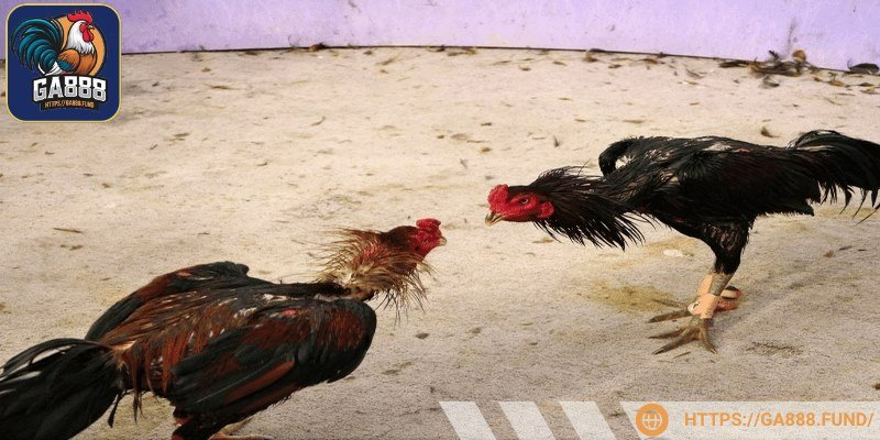 Mức cược khủng là điều dễ thấy ở thể loại này