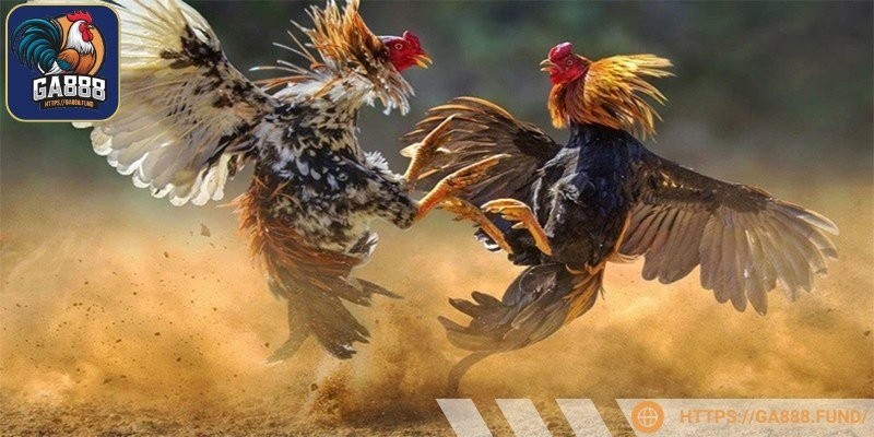 Đá gà tiền lớn luôn nổi bật vì những chiến kê xịn sò