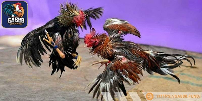 Mọi người cần phải tìm hiểu thông tin chi tiết trước khi đấu